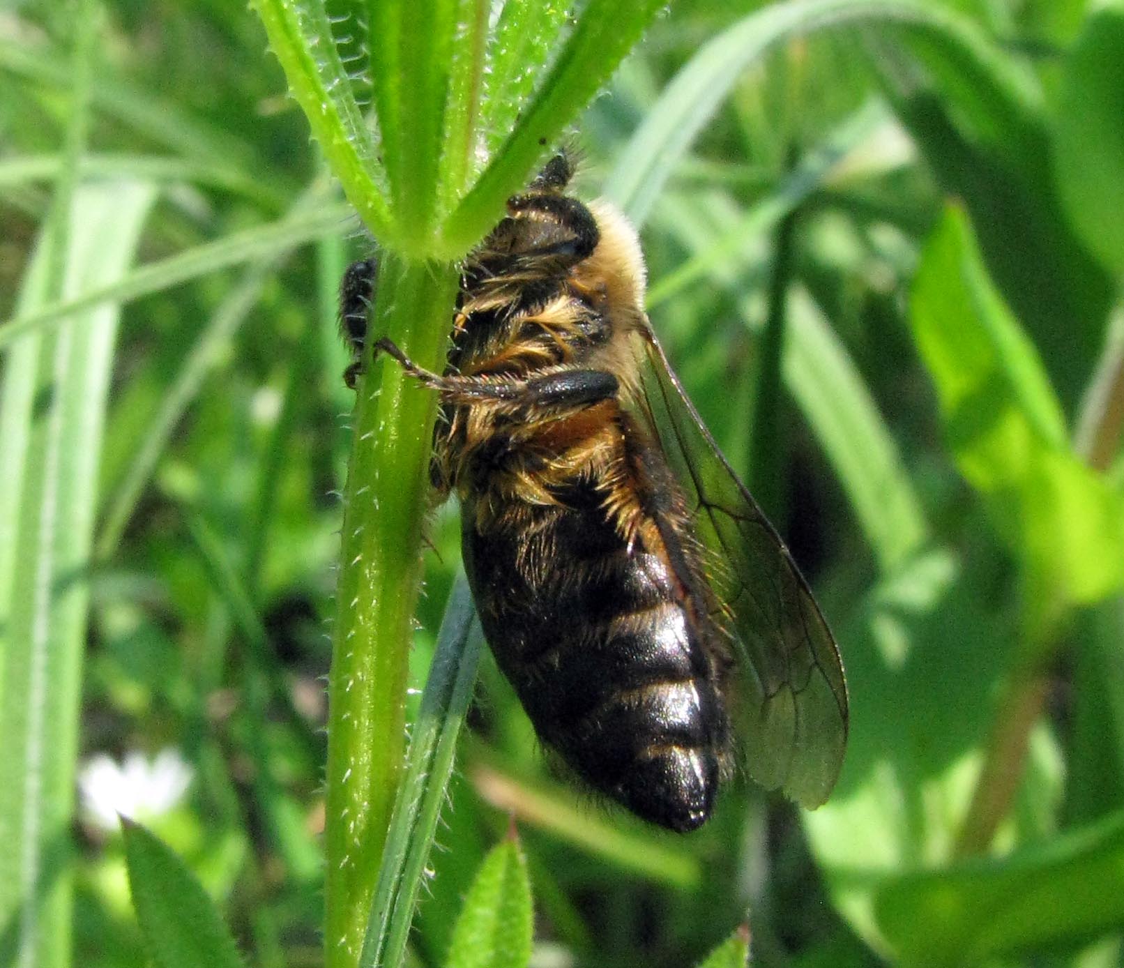 Possibile femmina di Colletes cunicularius